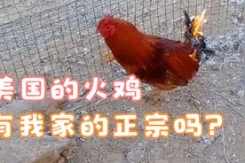 美国人吃的火鸡有这正宗吗？视频封面