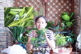 罗汉松很难养？记住这2点，不黄叶不干叶，能养一辈子！视频封面