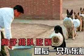 狗狗排队吃饭，排在最后的一只竟然不乐意了，下一秒笑出猪叫声！视频封面