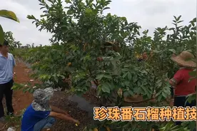 珍珠番石榴种植技术：一要在适宜的时间修剪，二要掏空修剪中间