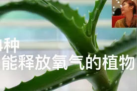 最能增加氧气的14种植物，天然氧吧，室内植物，视频封面