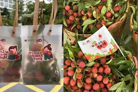 广东一大学采摘10万斤荔枝，请全校师生免费吃：每人可以领5斤视频封面