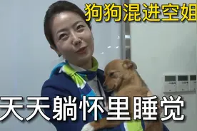 狗狗混进空姐圈，每天躺在空姐怀里睡觉，妥妥的狗生赢家#狗狗视频封面