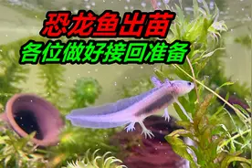 六角恐龙鱼真的长大了，准备接回家吧视频封面