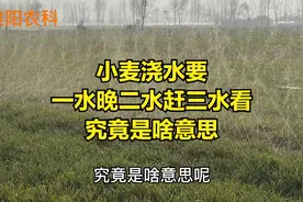 农谚说，小麦浇水要“一水晚二水赶三水看，”究竟是啥意思视频封面