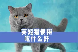英短猫便秘吃什么好？可以给它试试这些视频封面