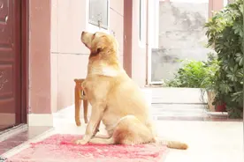 【拉布拉多】出门溜达，回家发现被关在门外了，看看他有什么反应