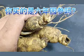又是一年园参季，你花高价买的是六年参么？看看园参怎么看参龄！