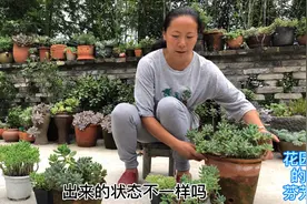 夏季乙女星、八千代、春萌到底有啥区别？看看就知道了！视频封面