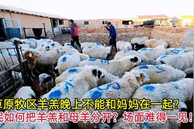 草原牧民如何把羊羔和母羊分开？带你现场体验分羊，场面太混乱！视频封面