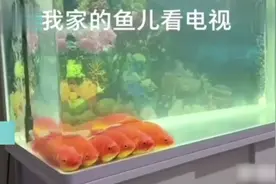 搞笑！金鱼“排队”看电视？主人：电视一关就散开了视频封面