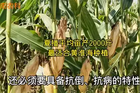 夏播平均亩产2000斤，抗病又抗倒，这个玉米品种最适合黄淮海种植视频封面