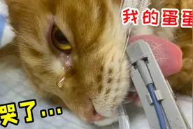太惨了！橘猫刚找到对象就被绝育了，苦命鸳鸯啊....视频封面