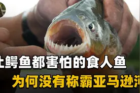 为什么食人鱼不能称霸亚马逊河？看看这些克星，食人鱼能干过谁？视频封面