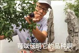 阳台小盆景 第632期 石榴树苗做附石视频封面