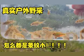 真实户外野采，条纹小鲃，新手首选原生鱼，好看又耐造视频封面