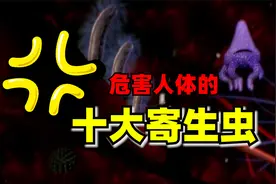 【危害人体的十大寄生虫】第一名看着都怕怕！！！视频封面