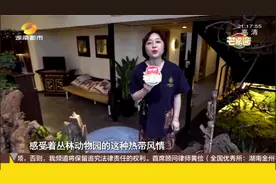 热带丛林里的泰式SPA,给你愉悦放松的一站式体验视频封面