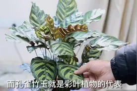 园艺师教你，新买回家的孔雀竹芋怎么养视频封面