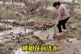 桃树花期浇水会有什么影响视频封面