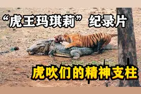 最强虎王玛琪莉，单杀4米巨鳄，需要几头狮子才能够对付？视频封面