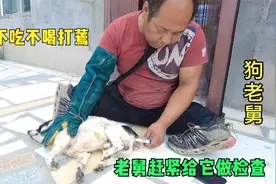 狗狗忽然不吃不喝打蔫，精神不振是得了什么病，老舅赶紧给它检查视频封面