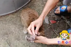 兔子耳朵长疙瘩，是什么情况，如何治疗，网友吱吱招！