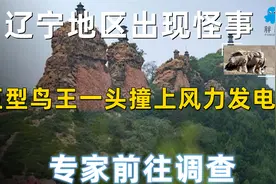 辽宁地区出现怪事，巨型鸟王一头撞上风力发电机，专家前往调查视频封面
