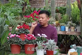 仙客来难养好？新手记住5点，轻松养爆盆，每次都能开花上百朵视频封面
