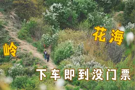 西安秦岭必去赏春秘境，开车可直达山顶，万亩花海太美了，免费视频封面