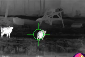 国产热成像夜间观察野猪200米距离有这么清晰？