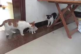 家里新来一只小奶猫，吃饱喝足和大猫第一次见面，会是什么反应？视频封面