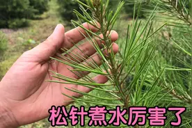 松针煮水的3个妙用你知道吗？没想到价值这么好，涨知识了视频封面