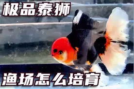 欣赏极品泰狮 渔场的百褶泰狮为什么那么漂亮 听听渔场老板怎么说