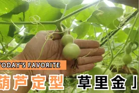 今天下了小雨，用草里金喷雾给小葫芦定型了视频封面