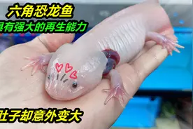 神奇的六角恐龙鱼，长着四条腿可以爬行，具有强大的再生能力视频封面