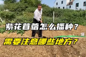 "牧草之王"-紫花苜蓿怎么播种？种植需要注意哪些事项？视频封面