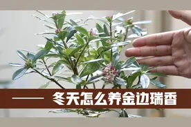 园艺师教你，冬天怎么养金边瑞香，才能花香不黄叶，开花更持久