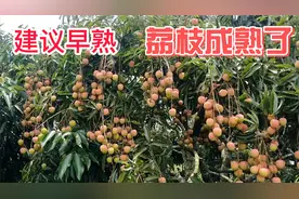 荔枝早熟地区建议种植科技一号、香蜜早、桂花香，早上市，价格高