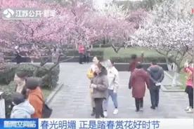 姹紫嫣红梅香扑鼻，云蒸霞蔚美景如画，常州红梅公园进入盛花期视频封面