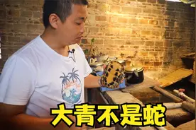 大青是个尴尬的存在， 体型比不上南石，颜色比不上小青