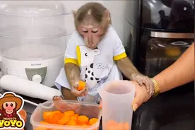 小猴给宝宝榨胡萝卜汁，做辅食，这手法和宝妈一样！视频封面