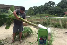 花850在拼多多网购剁猪草机器，卖家说能剁芭蕉，结果令人很失望视频封面