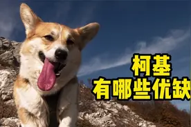 看完柯基这些优缺点，你还想养吗？视频封面