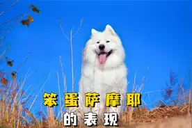 萨摩耶有这些表现，是“笨蛋狗”没错了！视频封面