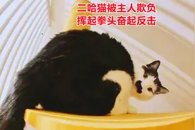 二哈猫被主人欺负，挥起拳头奋起反击，还学会黄渤腔调谴责主人？视频封面