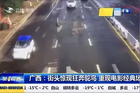 实拍！广西一只鸵鸟趁主人不注意逃上街头狂奔，被主人罩头拽回视频封面
