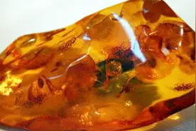 世界上最昂贵的琥珀，全球仅此一枚，据说持有者是名女华人视频封面