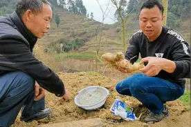 农民大叔种植黄精亩产上万斤，一亩收益可达10万元，到底靠不靠谱视频封面