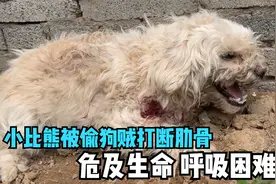 小比熊被偷狗贼打的满身是血，呼吸困难，肋骨断裂随时有生命危险视频封面